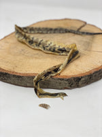Rattlesnake Snake Skins (set of 2)