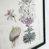 Lilium Washingtonianum Framed Print