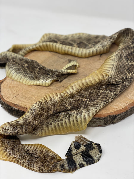 Rattlesnake Snake Skins (set of 2)